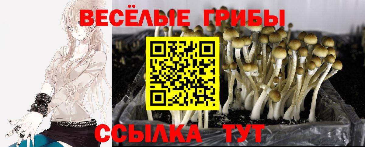 Галлюциногенные грибы Magic Shrooms  Вход с VPN  Псилоцибиновые грибы Psilocybine cubensis  Ейск 